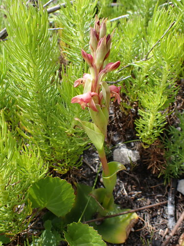 Image of Slanghoek Satyre (Satyrium situsanguinum) by (c) Ren Hoekstra, some rights reserved (CC BY)
