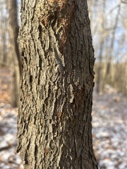 Cercis canadensis