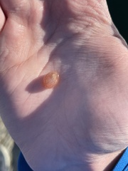 Gastropteron pacificum