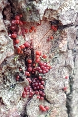 Hydropisphaera peziza