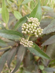 Baccharis latifolia