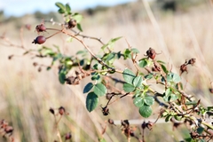 Rosa canina