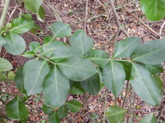 Euonymus fortunei