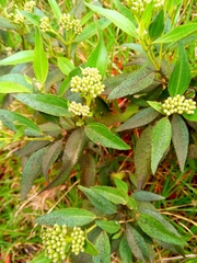 Baccharis latifolia