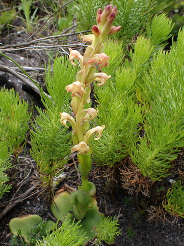 Image of Slanghoek Satyre by (c) Ren Hoekstra, some rights reserved (CC BY)