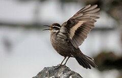 Cinclodes patagonicus