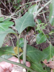 Euonymus fortunei