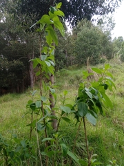 Lycianthes lycioides