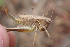 Pholidoptera griseoaptera