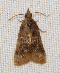 Platynota exasperatana