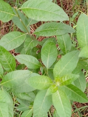 Lycianthes lycioides