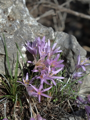 Colchicum stevenii