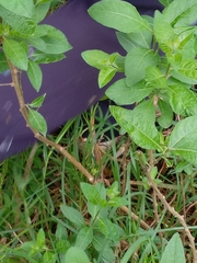 Lycianthes lycioides