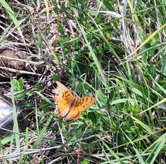 Catacroptera cloanthe