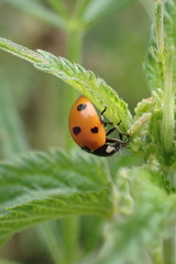 Coccinella septempunctata