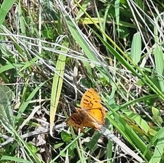Catacroptera cloanthe