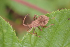 Coreus marginatus