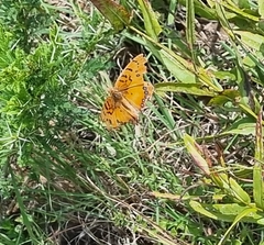Catacroptera cloanthe