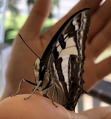 Charaxes sempronius