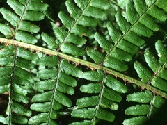 Dryopteris affinis borreri