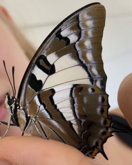 Charaxes sempronius