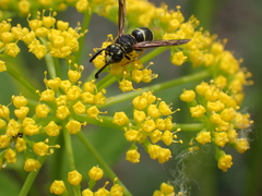 Euodynerus foraminatus