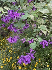 Salvia purpurea