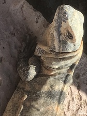 Ctenosaura hemilopha