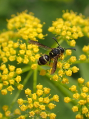 Euodynerus foraminatus