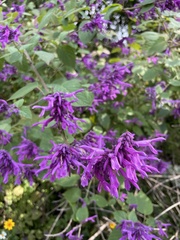 Salvia purpurea