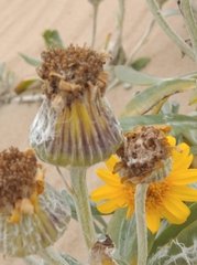 Senecio crassiflorus