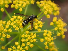 Euodynerus foraminatus