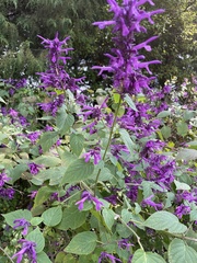 Salvia purpurea