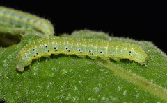 Heliothis flavigera