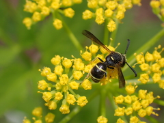 Euodynerus foraminatus