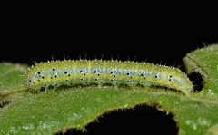 Heliothis flavigera