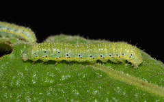 Heliothis flavigera