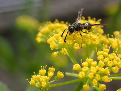 Euodynerus foraminatus