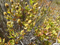Leucadendron muirii