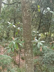 Quercus humboldtii