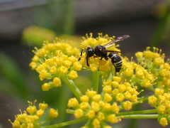 Euodynerus foraminatus