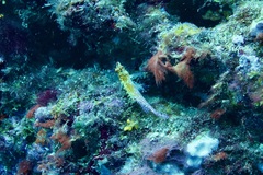 Cirrhitichthys falco