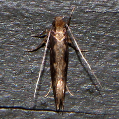 Tinea pallescentella