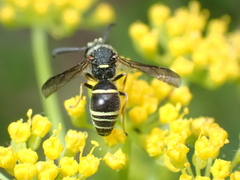 Euodynerus foraminatus