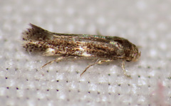 Elachista illectella