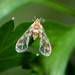 Derbid Planthoppers - Photo (c) Kenneth Heiar, some rights reserved (CC BY-NC), uploaded by Kenneth Heiar