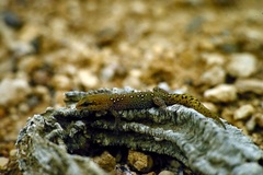 Saurodactylus harrisii
