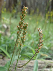 Plantago varia
