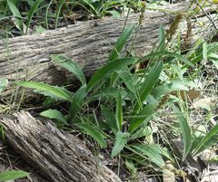 Plantago varia