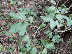 Euonymus fortunei